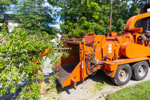 Tree Service Company in West View, PA